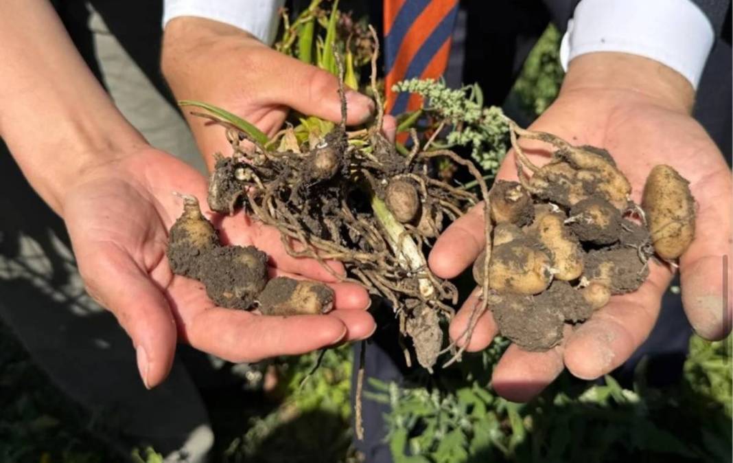 Yüksekova alternatif tarımda rekora koşuyor: Bir yumrudan dört kat ürün çıktı 4